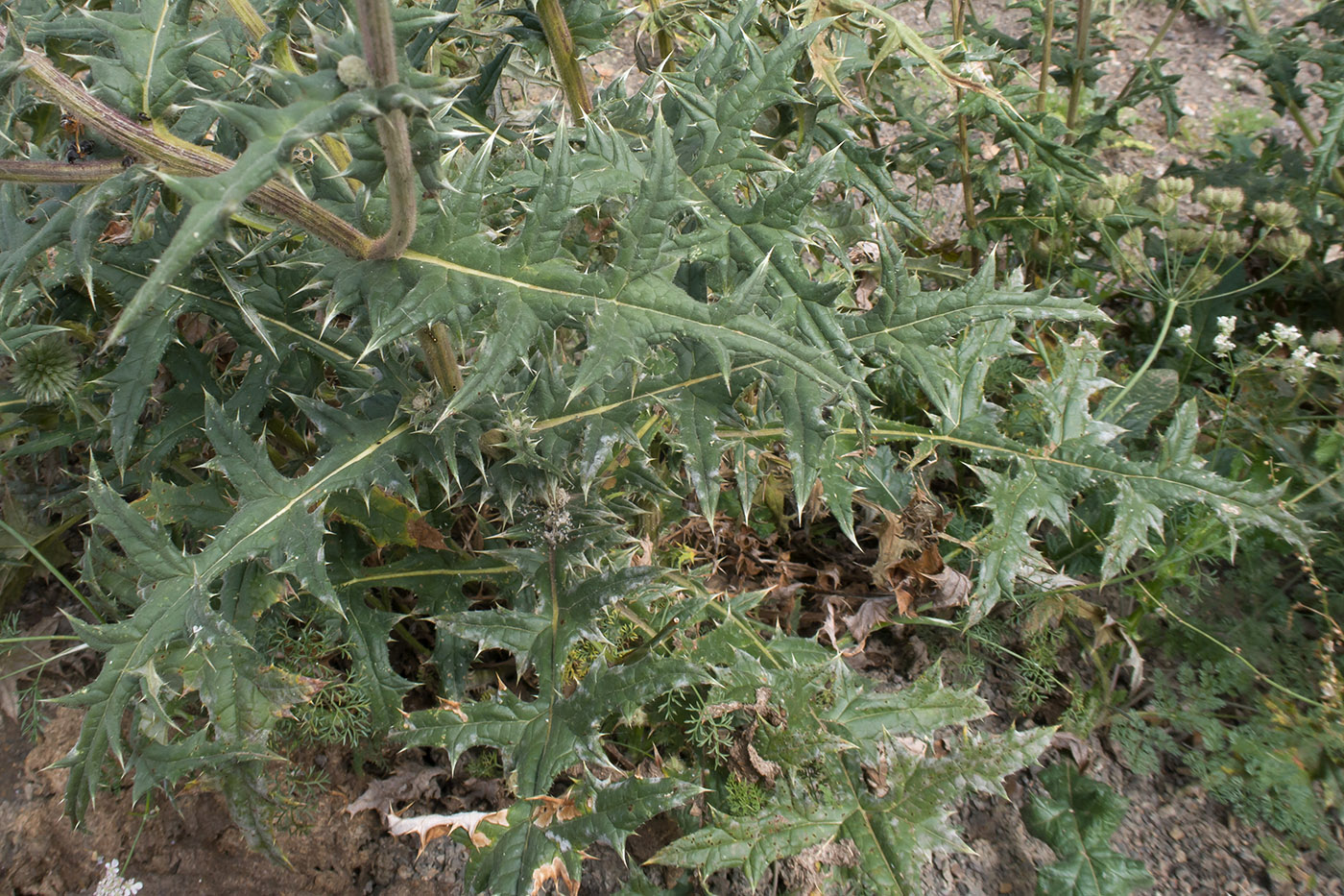 Изображение особи Echinops sphaerocephalus.