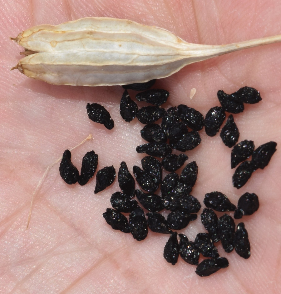 Image of Ixiolirion tataricum specimen.