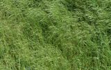 Anisantha sterilis