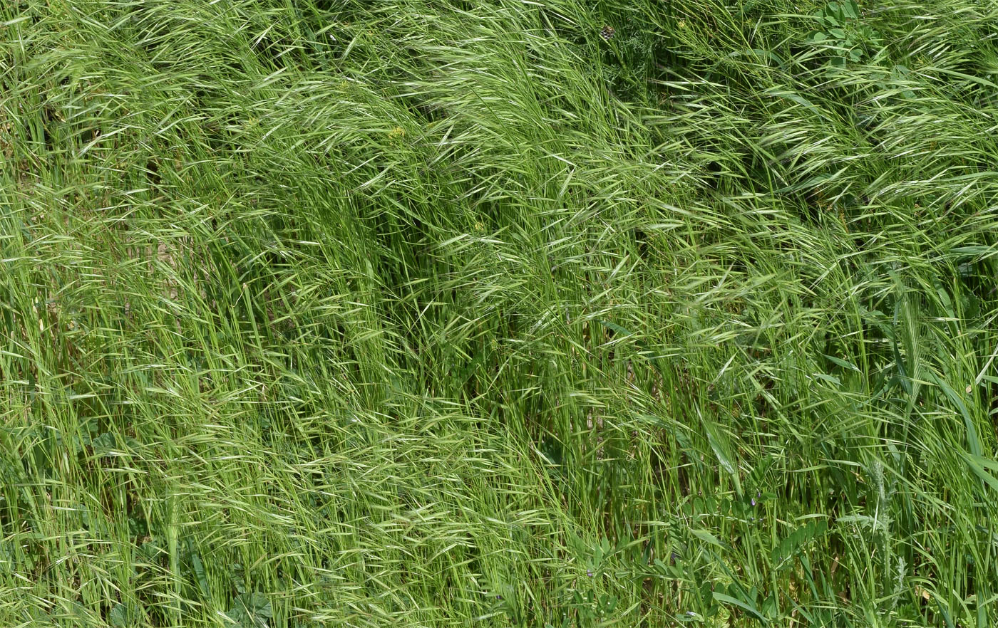 Image of Anisantha sterilis specimen.