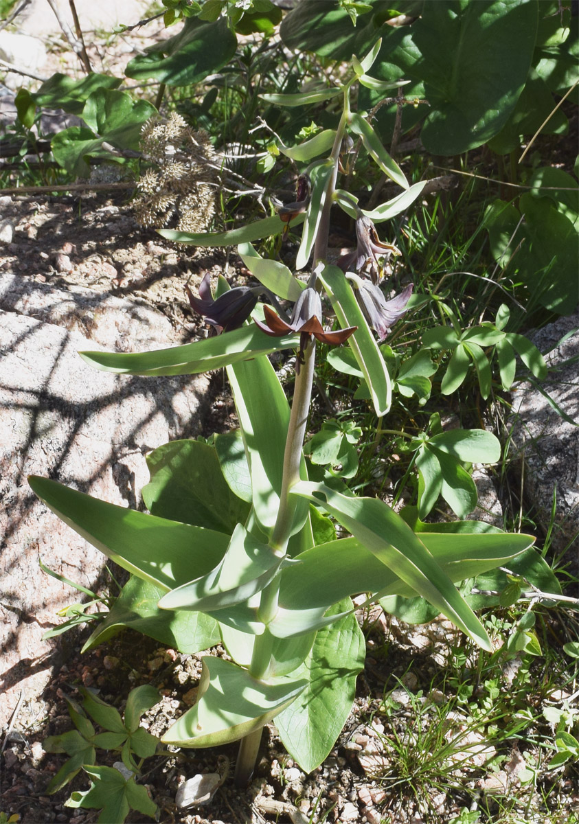 Изображение особи Korolkowia sewerzowii.