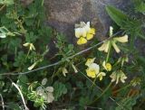 View full-size image Securigera orientalis