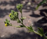 Смотреть изображение Potentilla recta