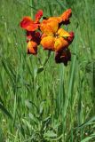 Смотреть изображение Cheiranthus cheiri