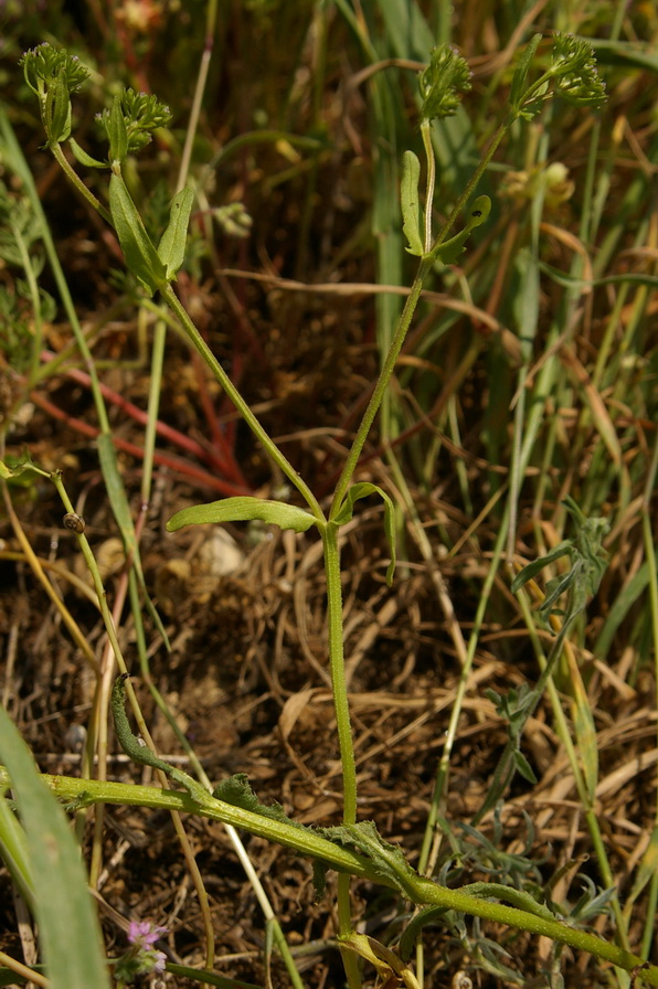 Image of Valerianella muricata specimen.