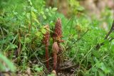 View full-size image genus Orobanche