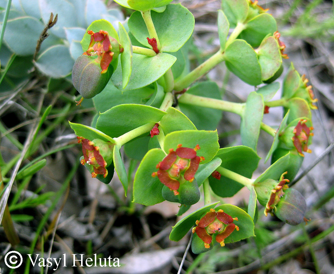 Image of Euphorbia myrsinites specimen.