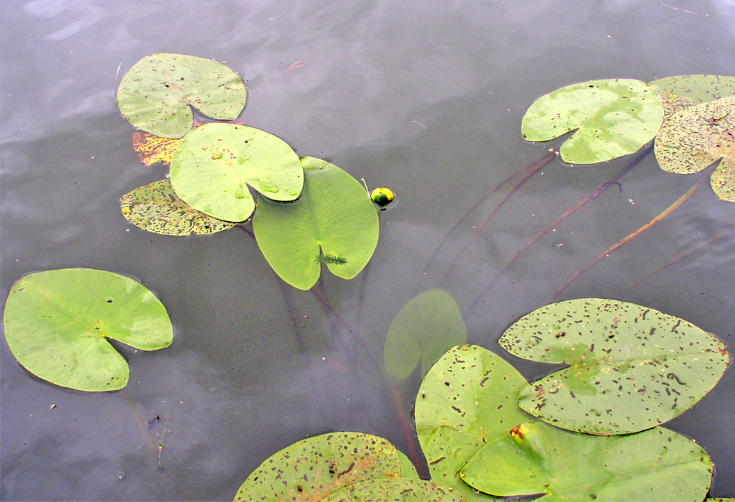 Image of Nuphar &times; spenneriana specimen.