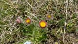 Erigeron uniflorus