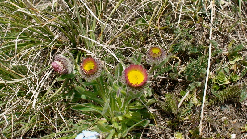 Image of Erigeron uniflorus specimen.