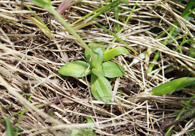 Image of Gentiana angulosa specimen.