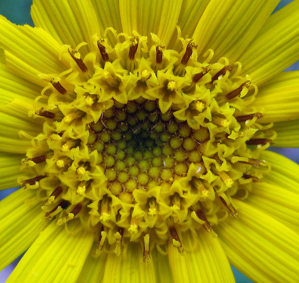 Image of Arnica montana specimen.