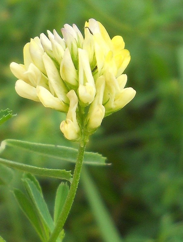 Image of Medicago &times; varia specimen.