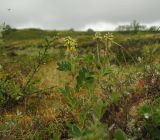 Смотреть изображение Astragalus frigidus