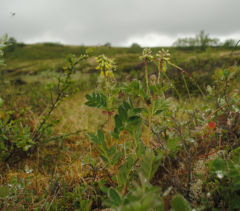 Image of Astragalus frigidus specimen.