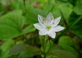 Trientalis europaea. Цветок. Московская обл., Раменский р-н, Хрипань, смешанный лес. 12.06.2003.