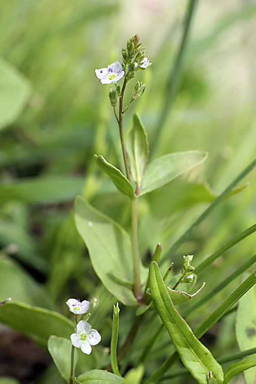 Image of Veronica anagallis-aquatica specimen.