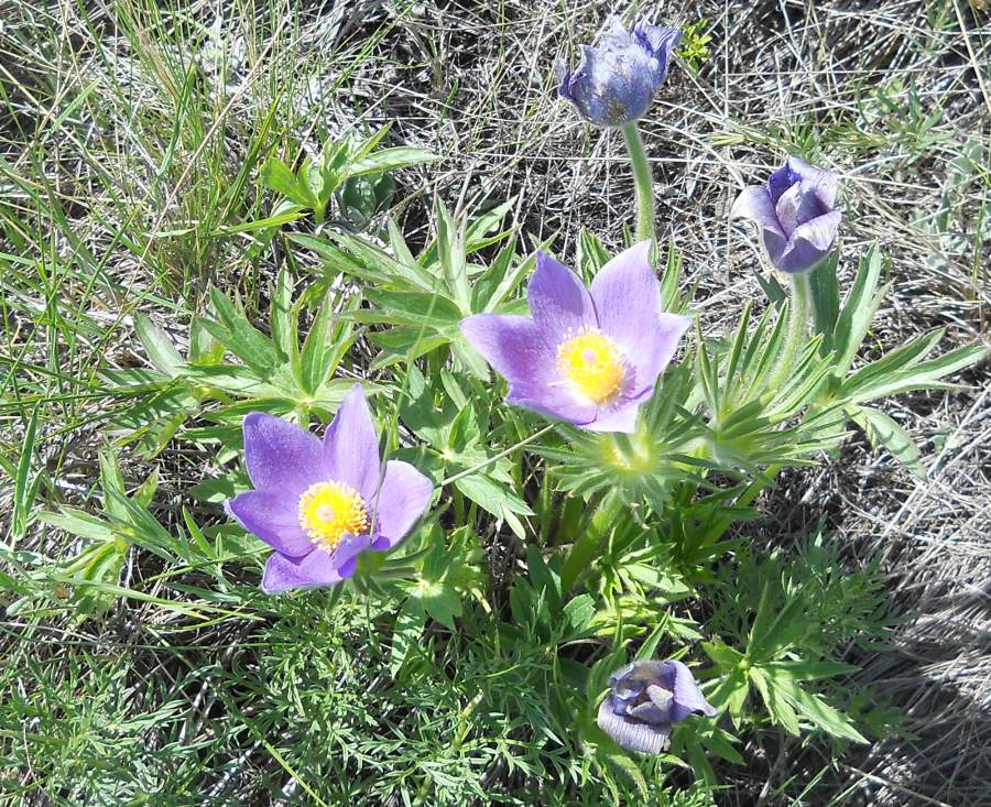 Изображение особи Pulsatilla patens.