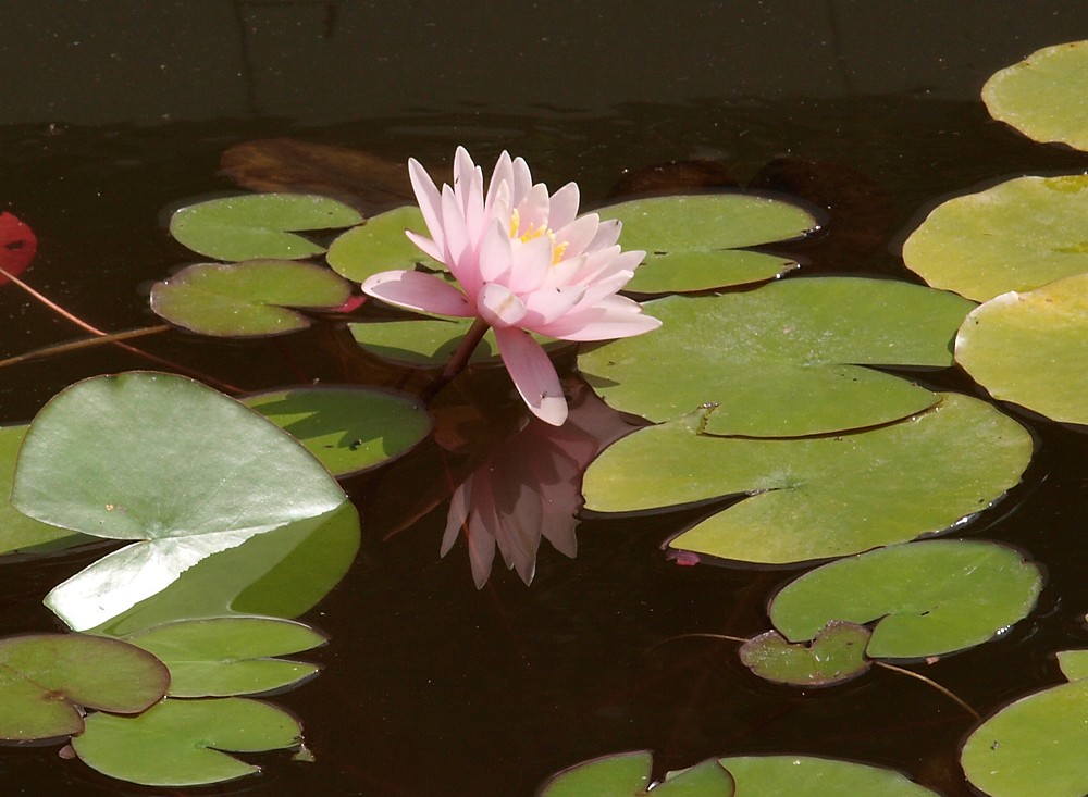 Image of genus Nymphaea specimen.