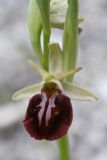 Ophrys подвид caucasica