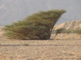 Vachellia tortilis. Взрослое дерево. Израиль, Эйлатские горы, сухое русло. 13.11.2010.