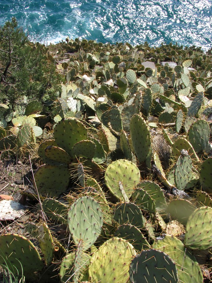 Image of Opuntia engelmannii ssp. lindheimeri specimen.