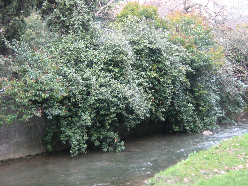 Image of Elaeagnus pungens specimen.