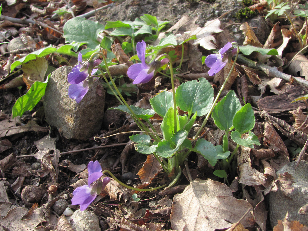 Изображение особи Viola dehnhardtii.