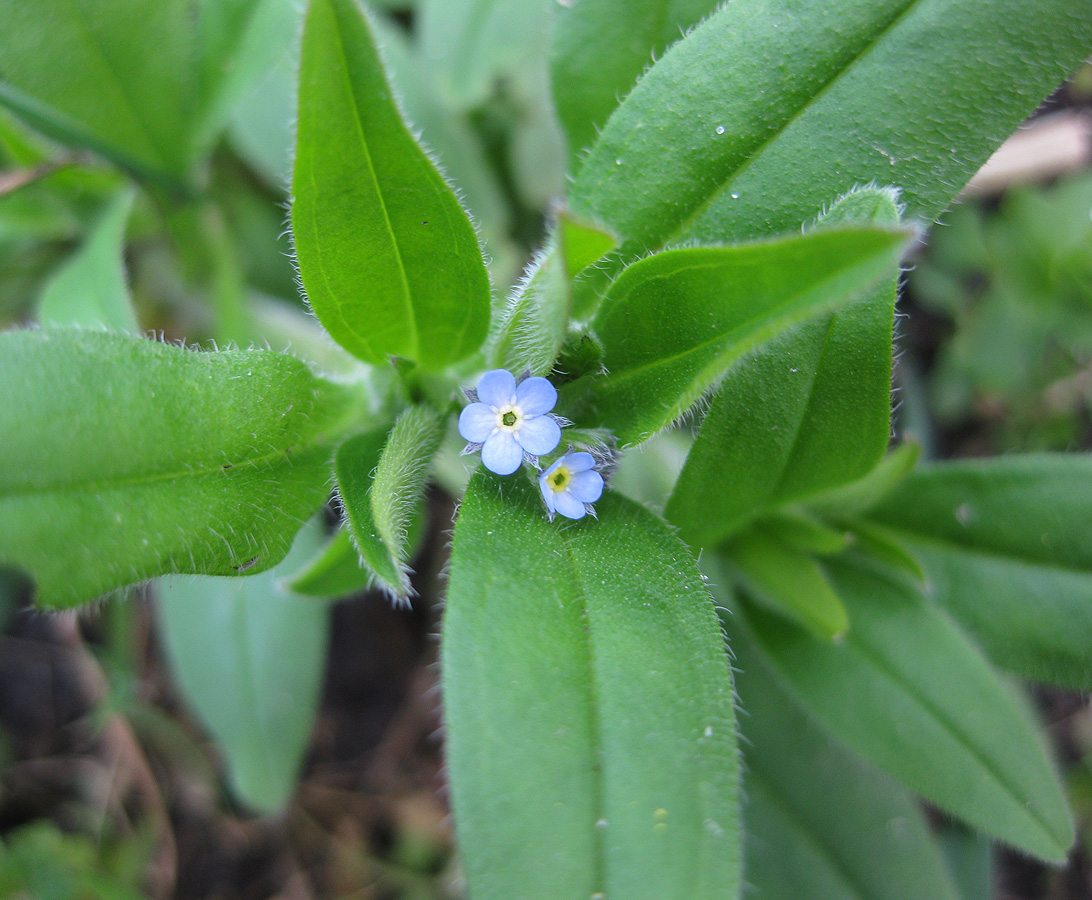 Image of Myosotis sparsiflora specimen.