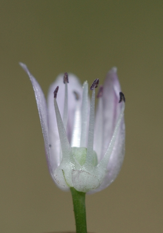 Image of Allium ivasczenkoae specimen.