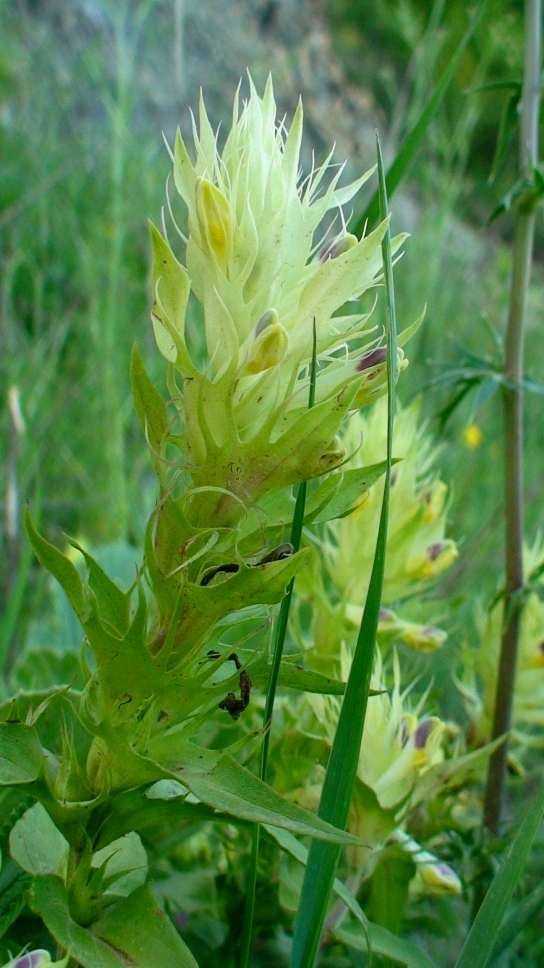 Image of Melampyrum argyrocomum specimen.