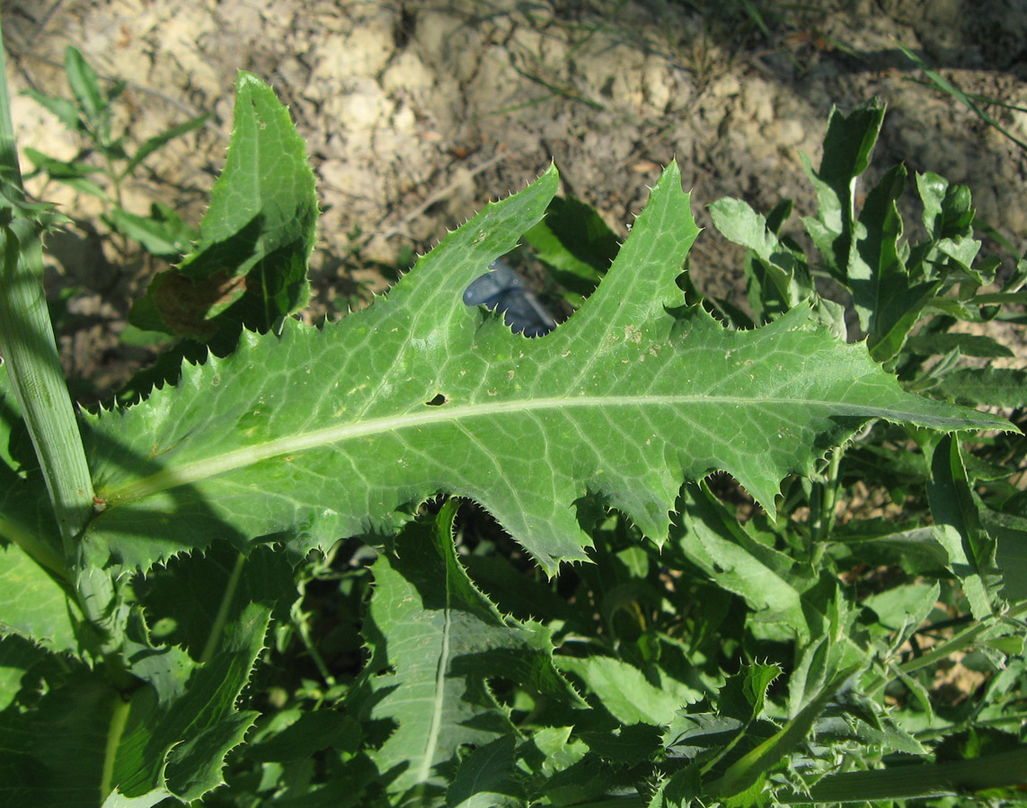 Изображение особи Sonchus arvensis.