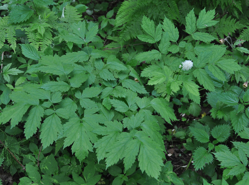 Image of Actaea spicata specimen.