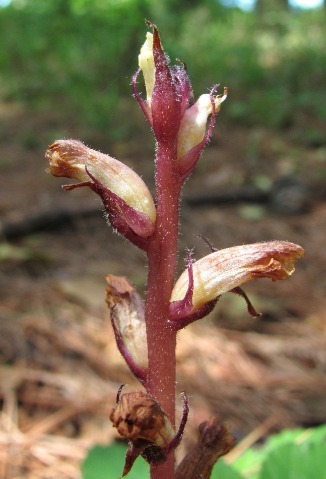 Image of Orobanche hederae specimen.