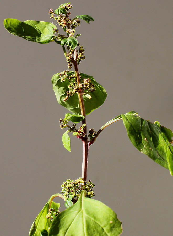 Image of Lipandra polysperma specimen.