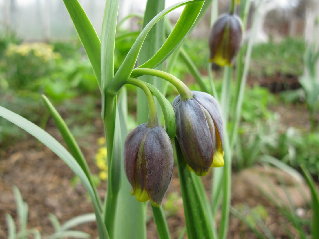 Image of Fritillaria uva-vulpis specimen.