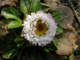 Bellis perennis