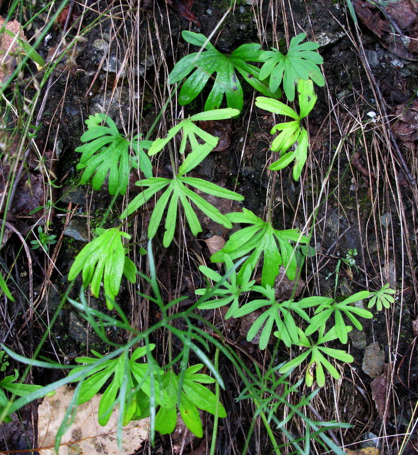 Image of Viola milanae specimen.