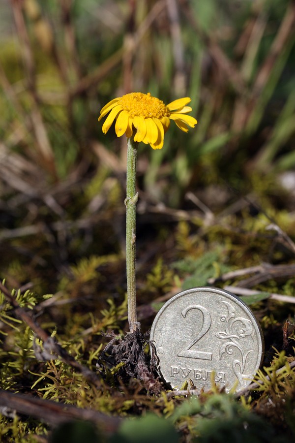 Изображение особи Anthemis tinctoria.