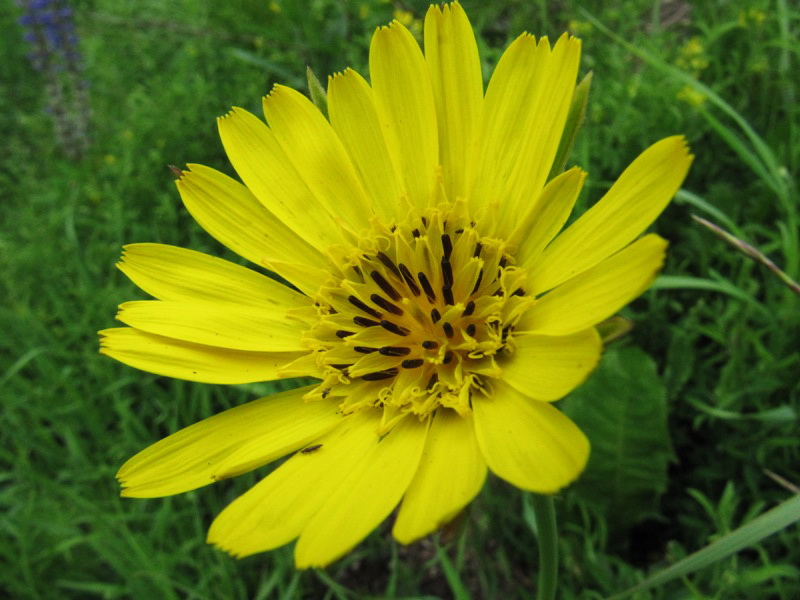 Изображение особи Tragopogon orientalis.