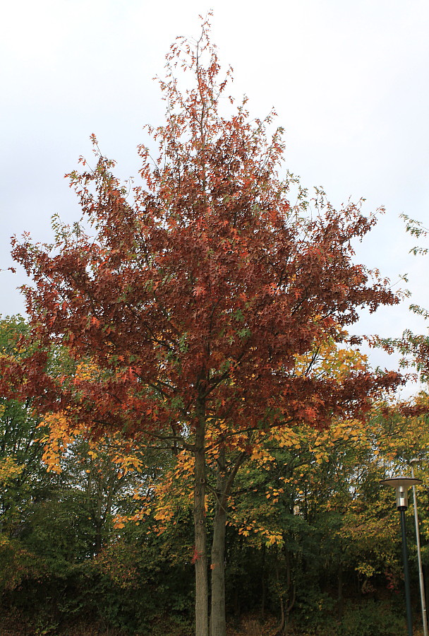 Изображение особи Quercus palustris.