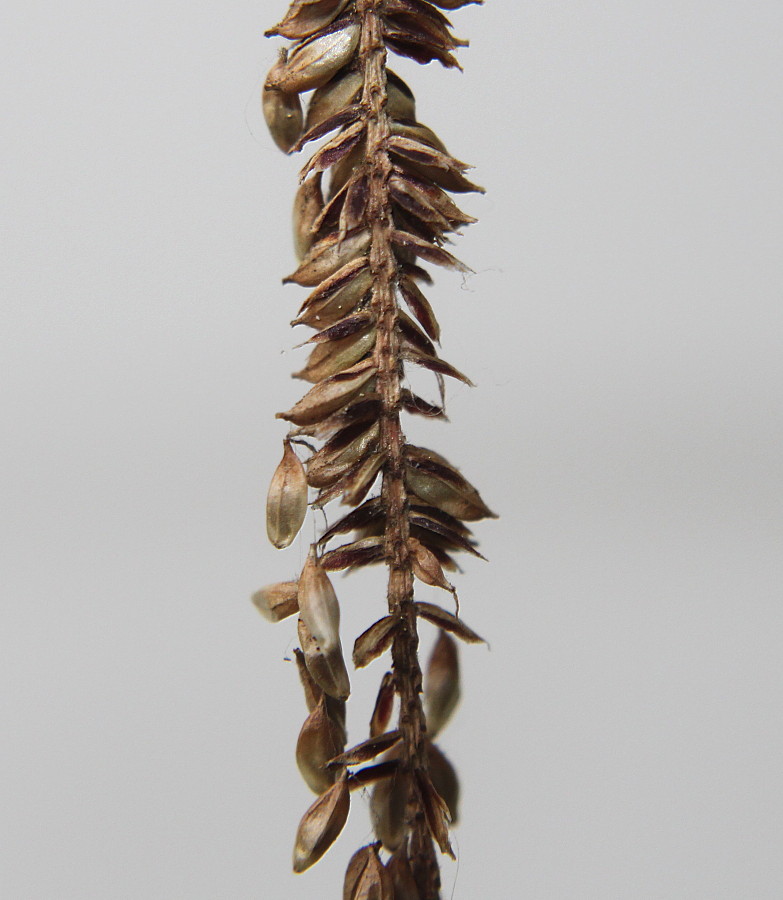 Image of Carex pendula specimen.