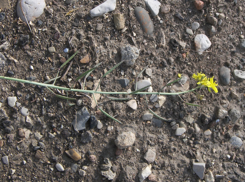 Image of Diplotaxis tenuifolia specimen.