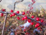 Cotoneaster horizontalis