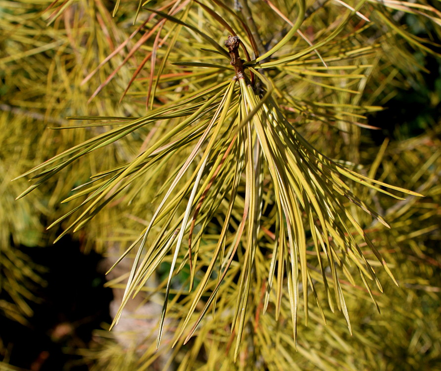 Изображение особи Pinus bungeana.