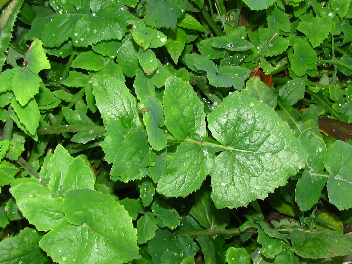 Image of Sonchus oleraceus specimen.