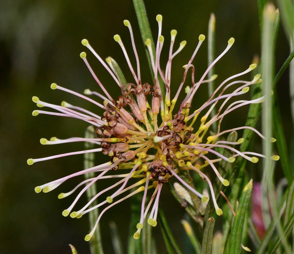 Image of genus Grevillea specimen.