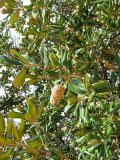 Смотреть изображение Magnolia grandiflora