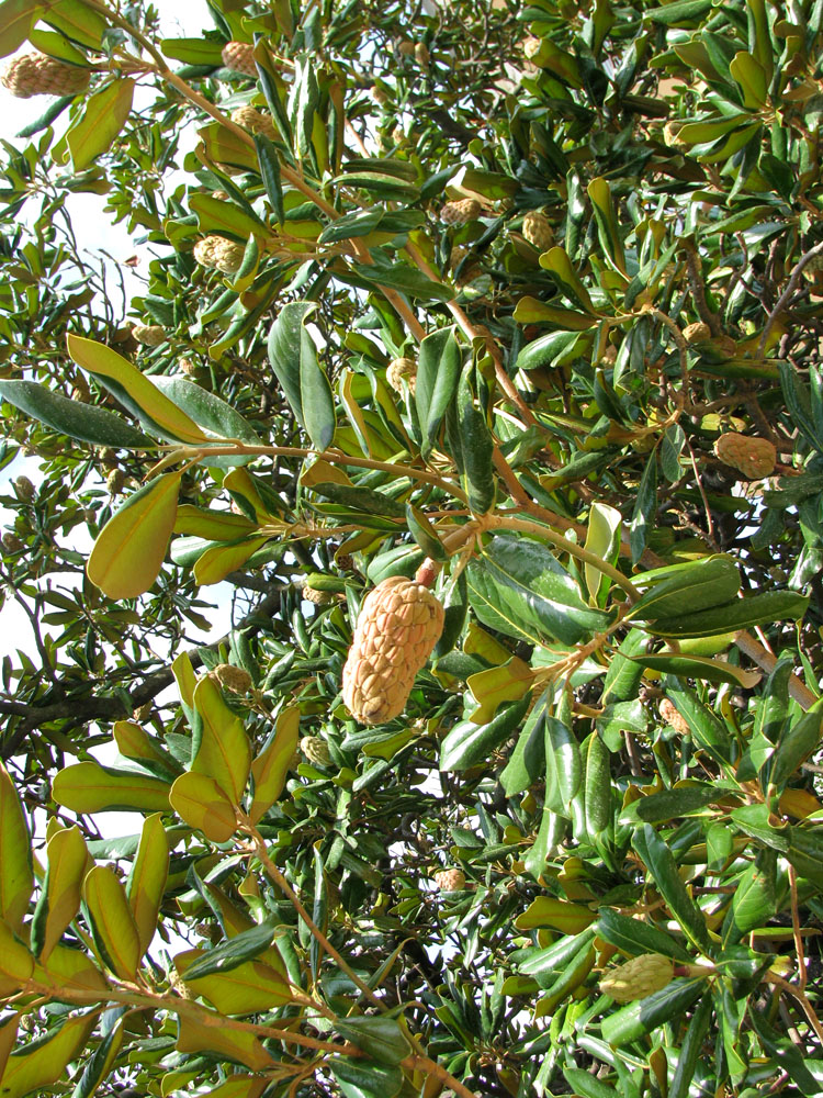 Image of Magnolia grandiflora specimen.