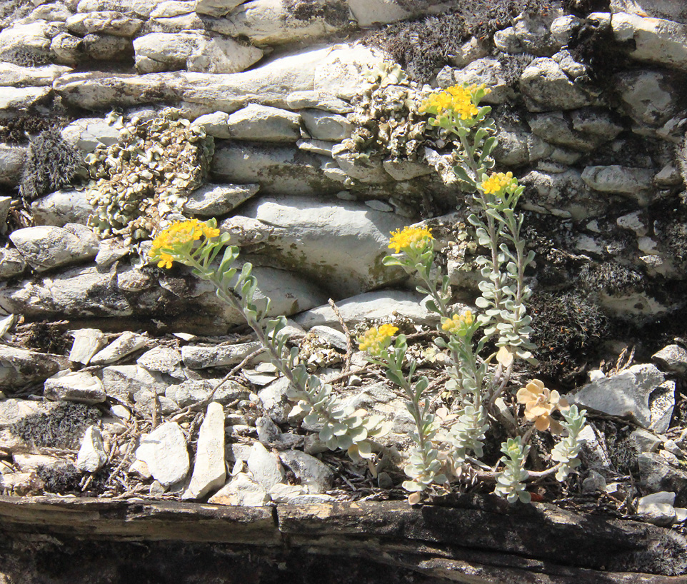 Image of Odontarrhena obtusifolia specimen.